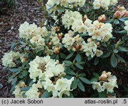 Rhododendron hort. Bohlken's Juditha