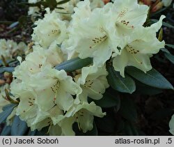 Rhododendron hort. Bohlken's Juditha