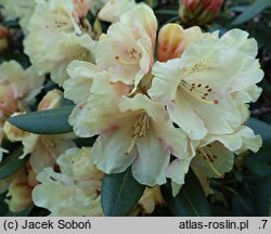 Rhododendron hort. Bohlken's Juditha
