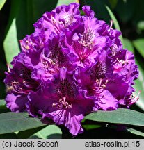 Rhododendron hort. Bohumil Kavka