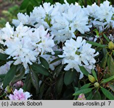 Rhododendron Boule de Neige