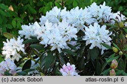 Rhododendron Boule de Neige