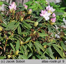 Rhododendron Boule de Neige