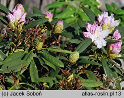 Rhododendron Boule de Neige