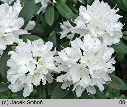 Rhododendron hort. Boule de Neige