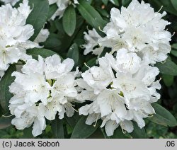 Rhododendron Boule de Neige