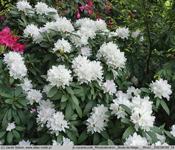 Rhododendron Boule de Neige