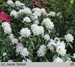 Rhododendron Boule de Neige