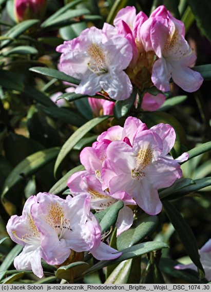 Rhododendron Brigitte