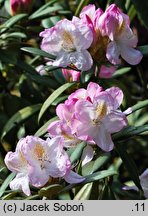 Rhododendron Brigitte