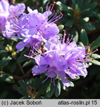 Rhododendron Buchlovice