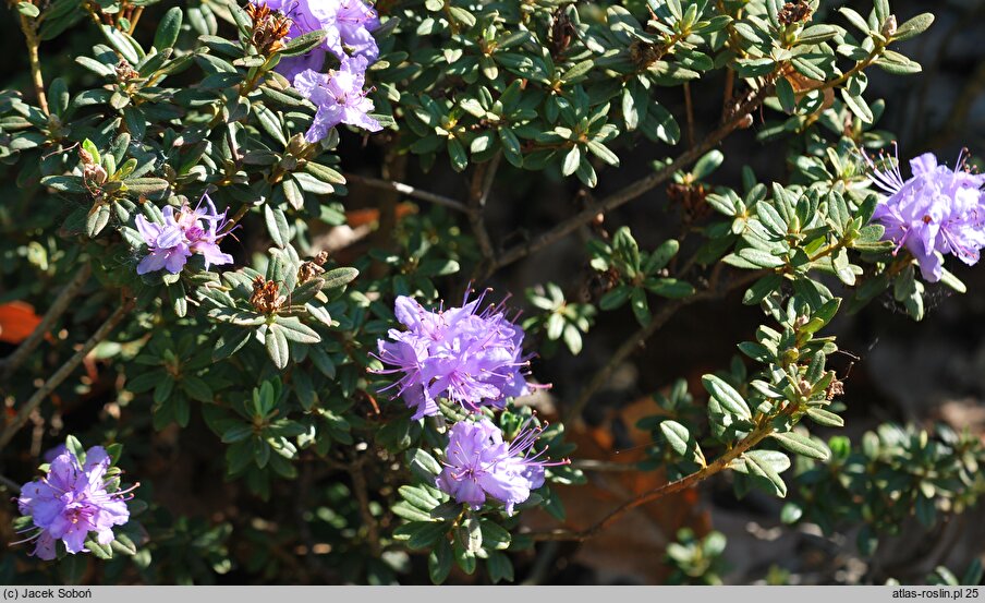 Rhododendron hort. Buchlovice