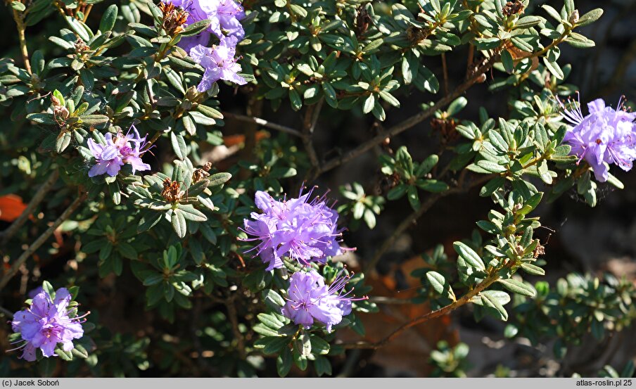 Rhododendron Buchlovice