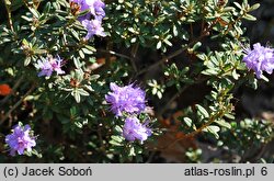 Rhododendron Buchlovice