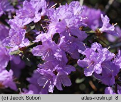 Rhododendron Buchlovice