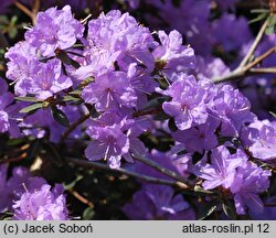 Rhododendron Buchlovice