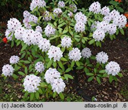 Rhododendron hort. Calsap