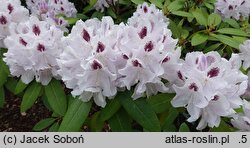 Rhododendron hort. Calsap