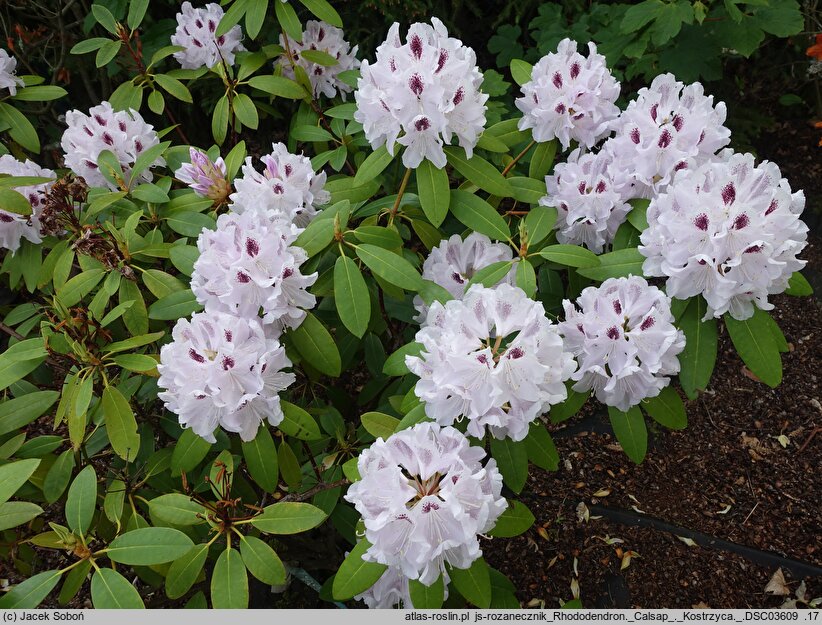 Rhododendron hort. Calsap