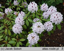 Rhododendron hort. Calsap