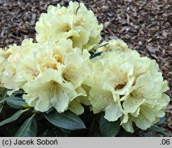 Rhododendron hort. Centennial Gold