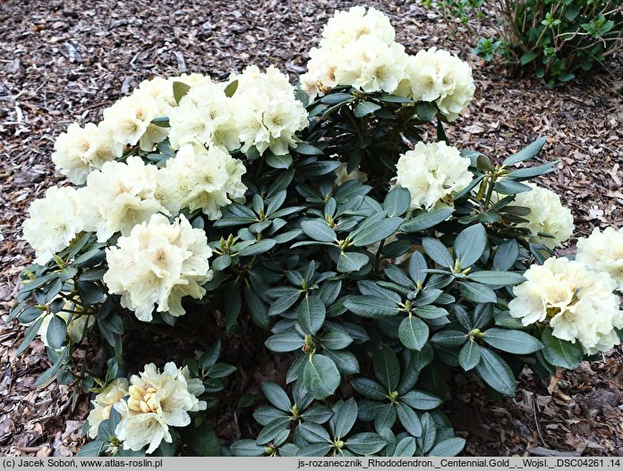 Rhododendron hort. Centennial Gold