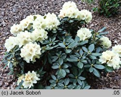 Rhododendron Centennial Gold