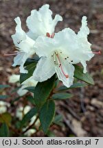 Rhododendron Chikor