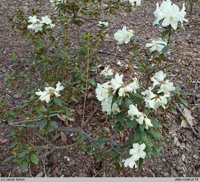 Rhododendron Chikor