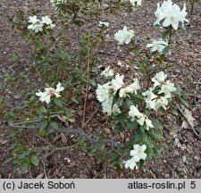 Rhododendron hort. Chikor