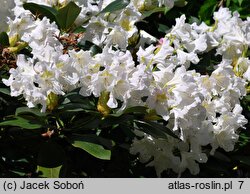 Rhododendron Claudine