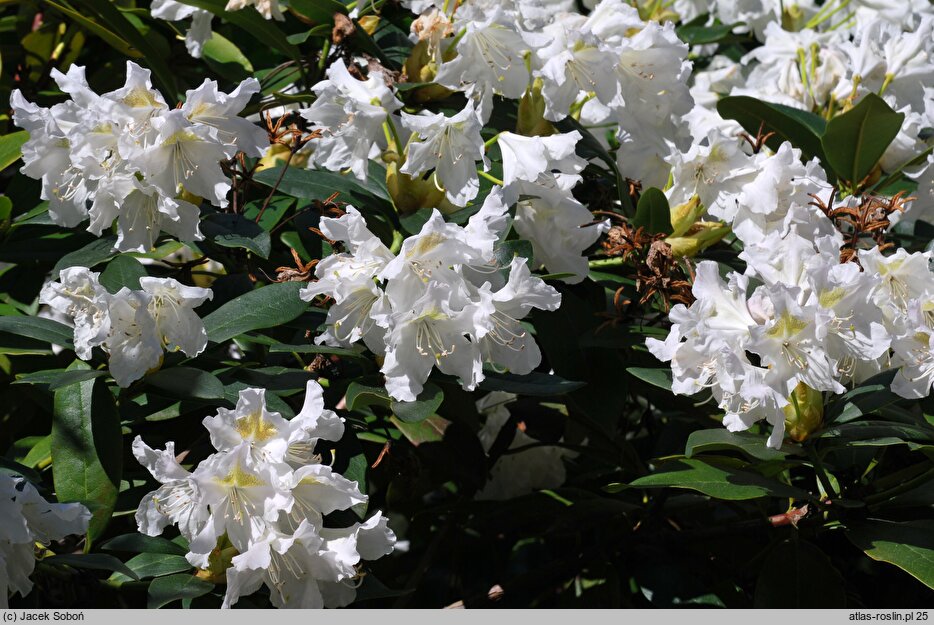 Rhododendron hort. Claudine