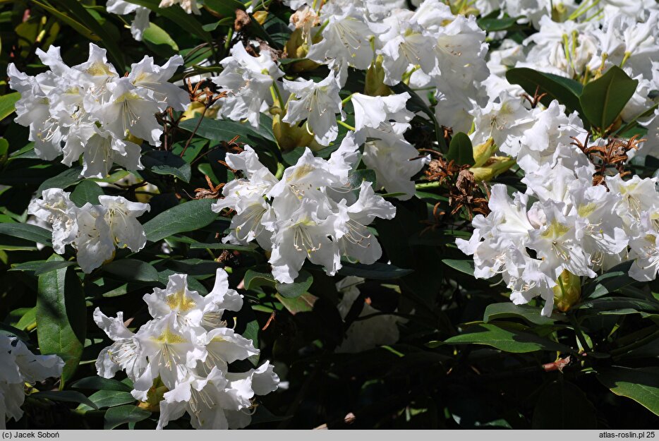 Rhododendron Claudine