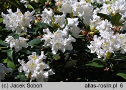 Rhododendron Claudine