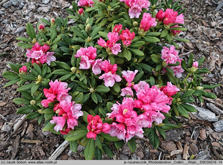 Rhododendron hort. Colibri