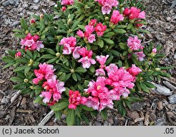 Rhododendron Colibri