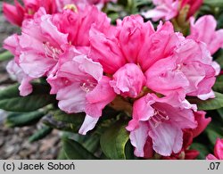 Rhododendron hort. Colibri