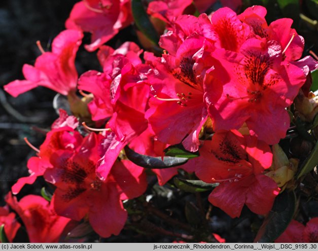 Rhododendron Corinna