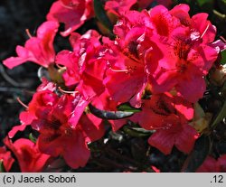 Rhododendron Corinna