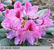 Rhododendron hort. Cosmopolitan