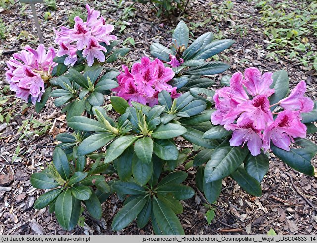 Rhododendron hort. Cosmopolitan