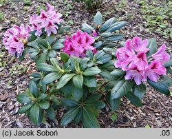 Rhododendron Cosmopolitan