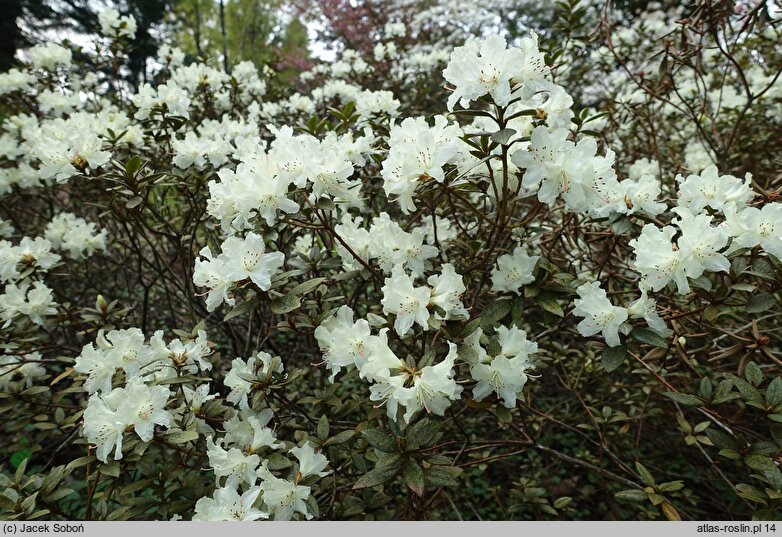 Rhododendron hort. Cream Crest