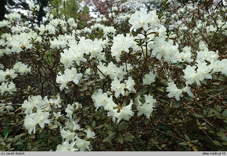 Rhododendron Cream Crest