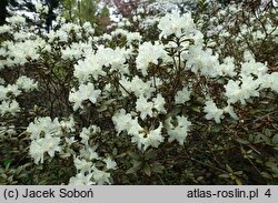 Rhododendron hort. Cream Crest