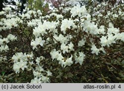 Rhododendron Cream Crest