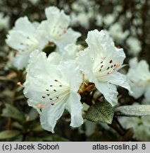Rhododendron hort. Cream Crest