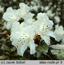 Rhododendron Cream Crest