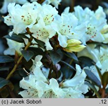 Rhododendron Cream Crest