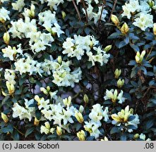 Rhododendron hort. Cream Crest